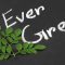 エバーグリーンローンチ