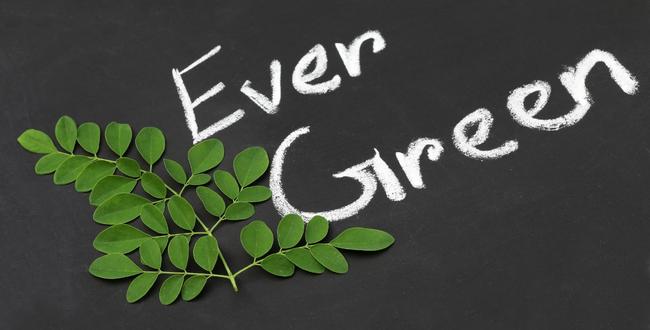 エバーグリーンローンチ